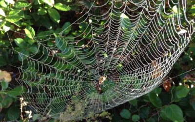 Talking to spiders and caressing kettles not so crazy