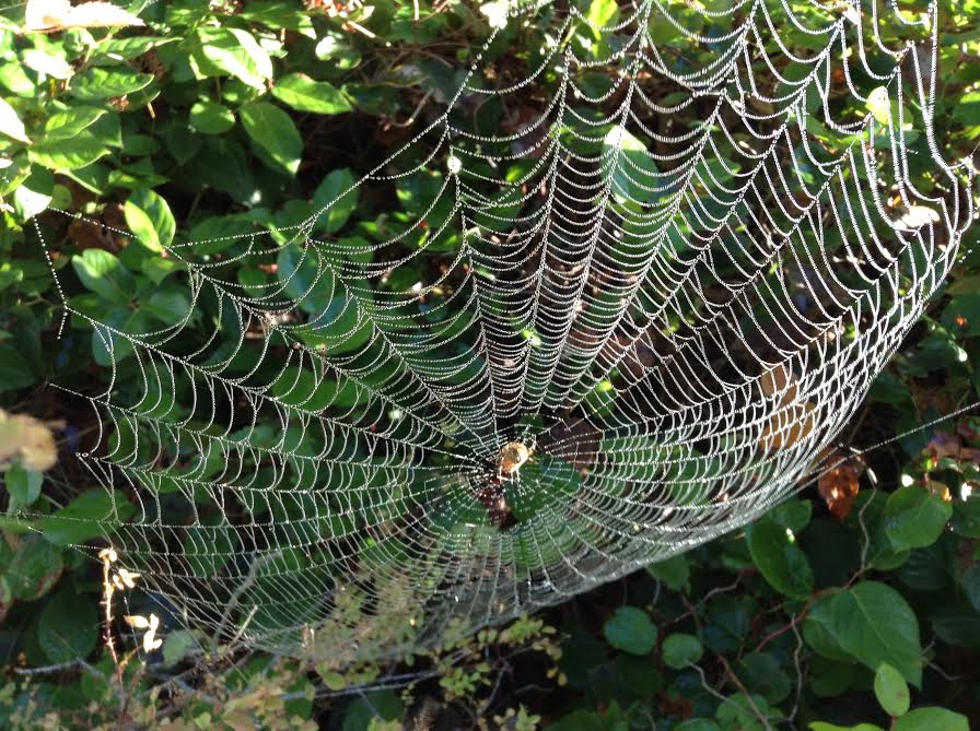 Talking to spiders and caressing kettles not so crazy